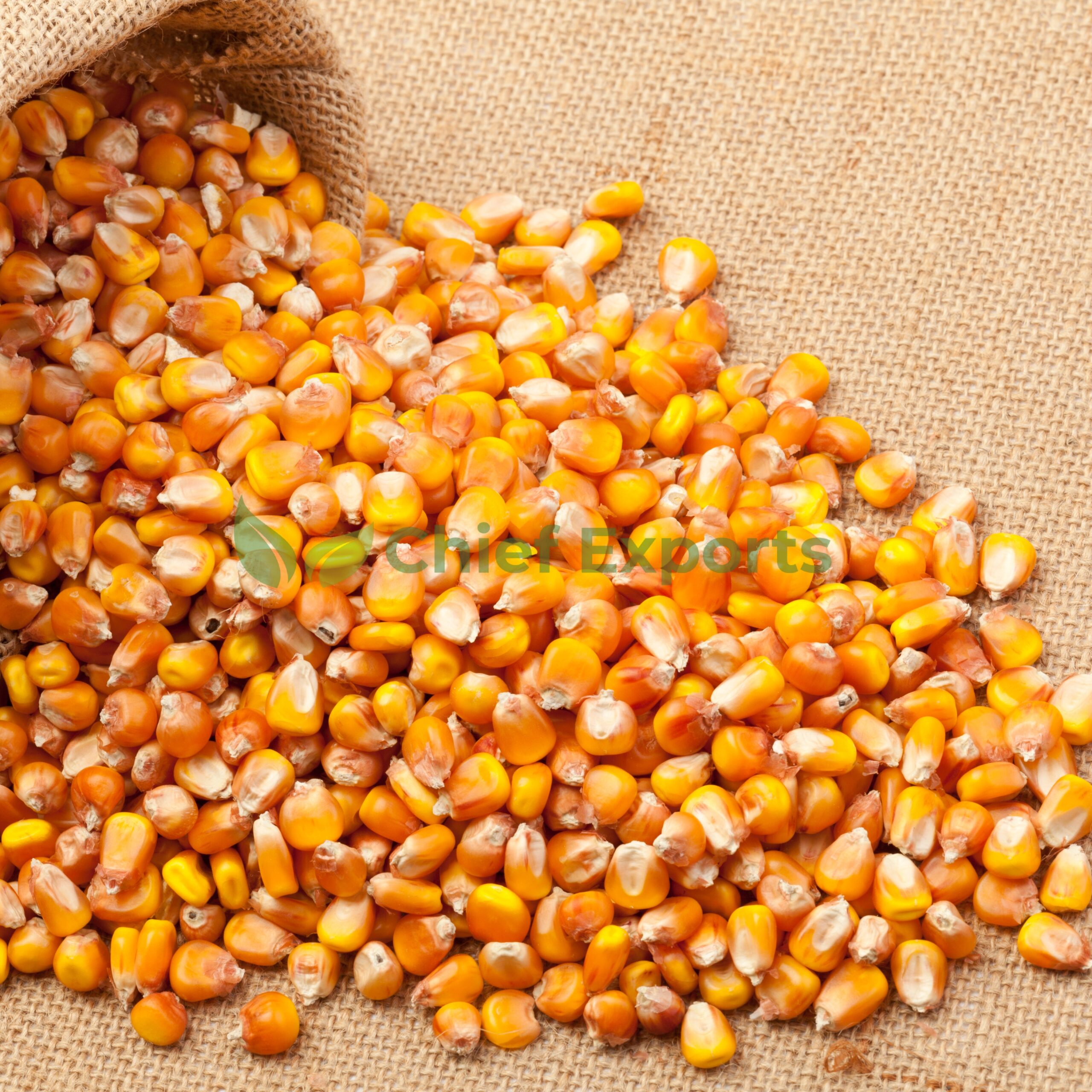 Maize - Image 4