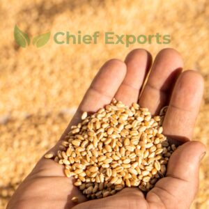 Wheat
