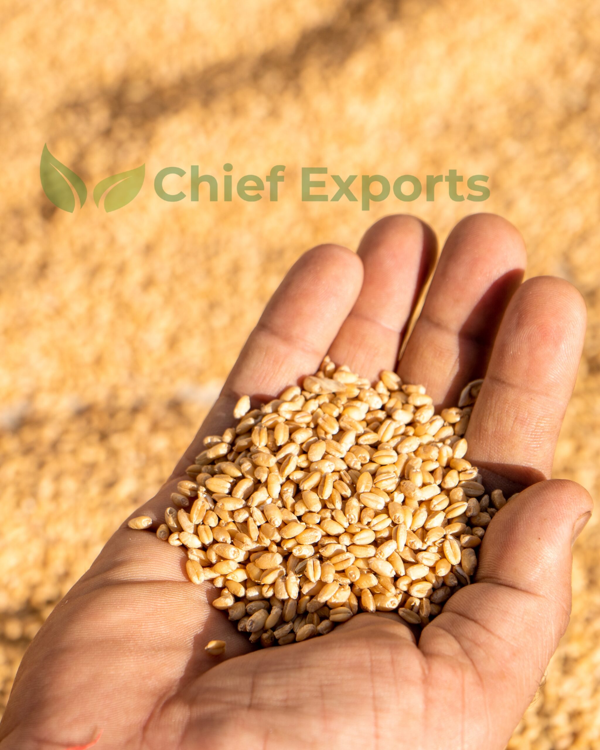 Wheat