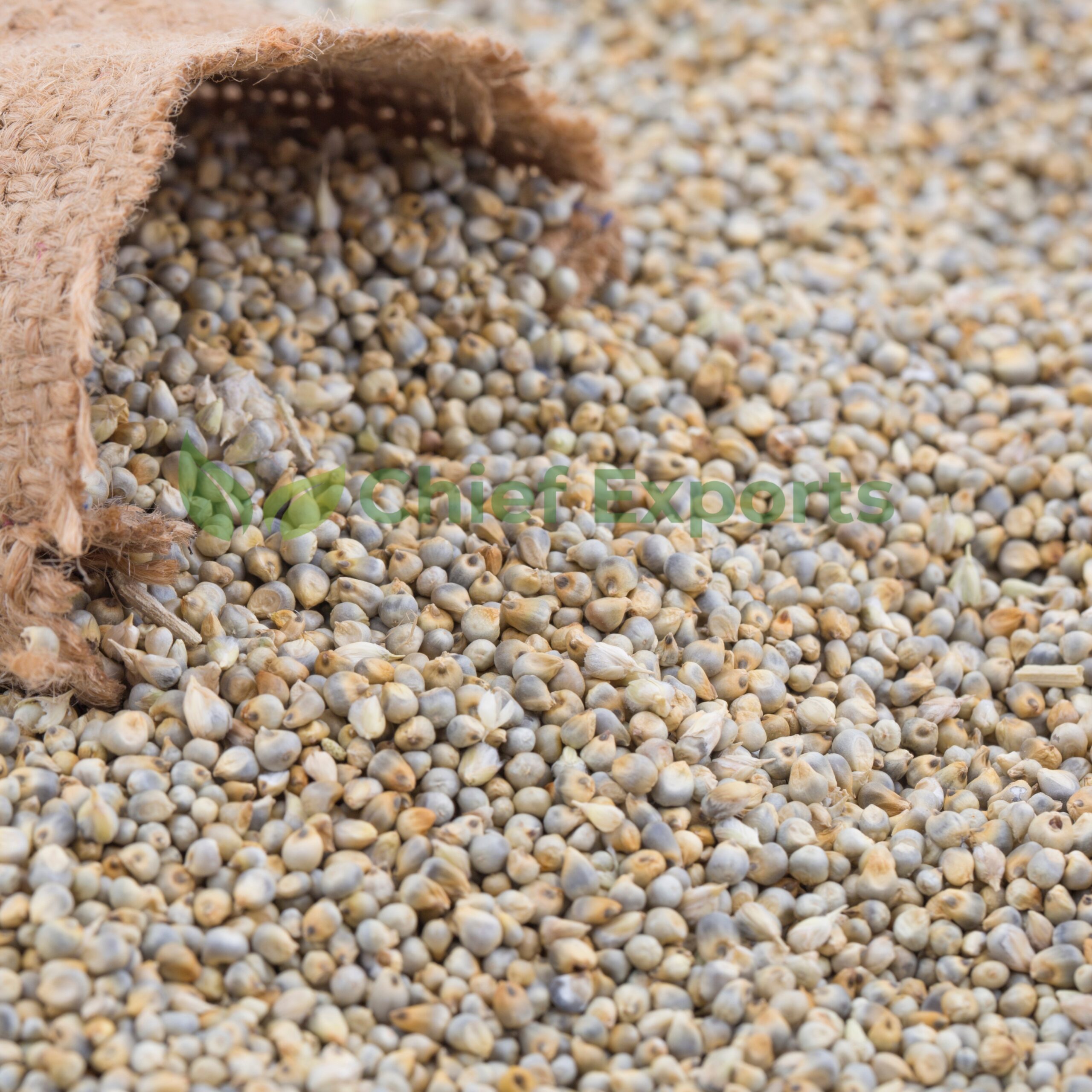 Pearl (Bajri) - Image 4