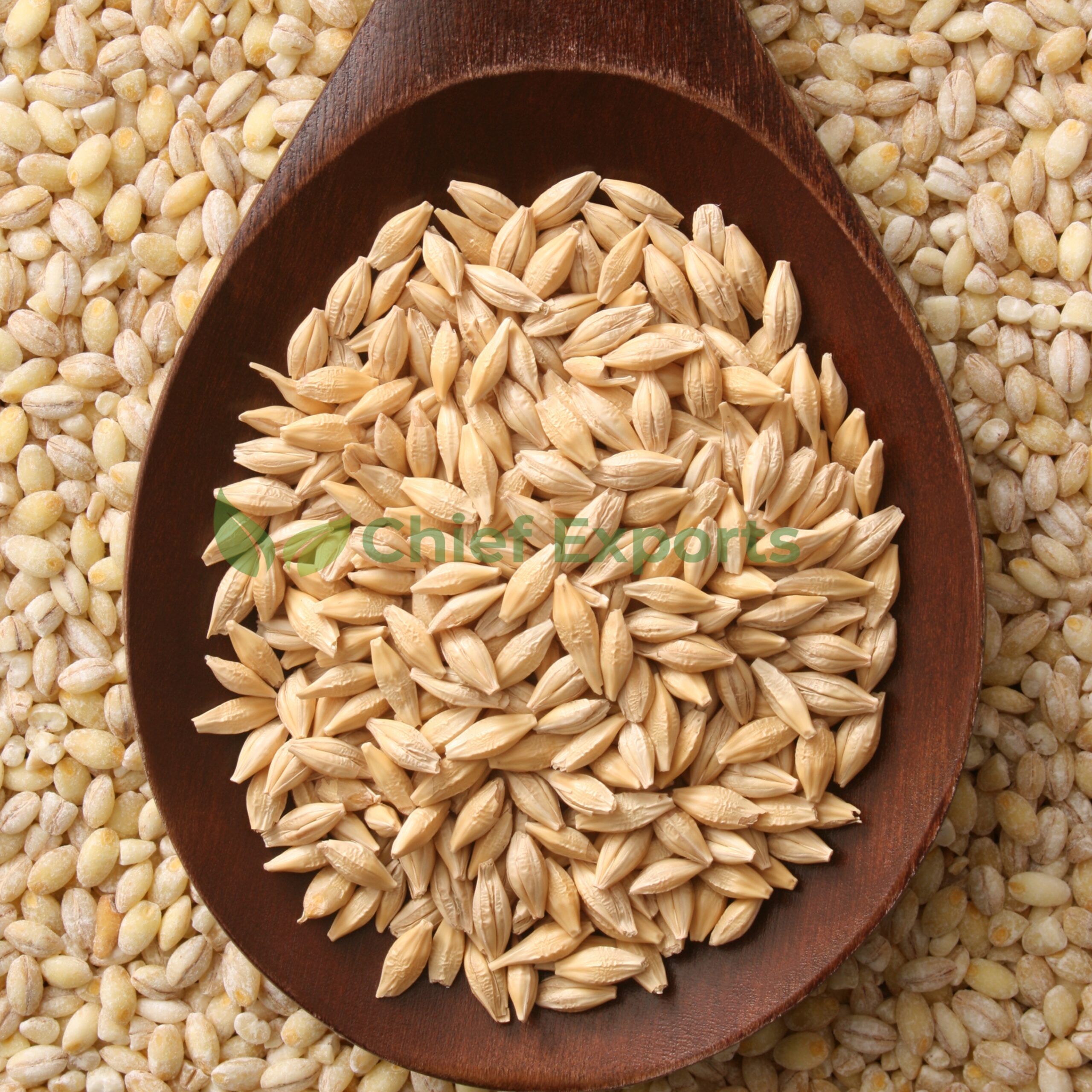 Barley - Image 4