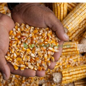 Maize