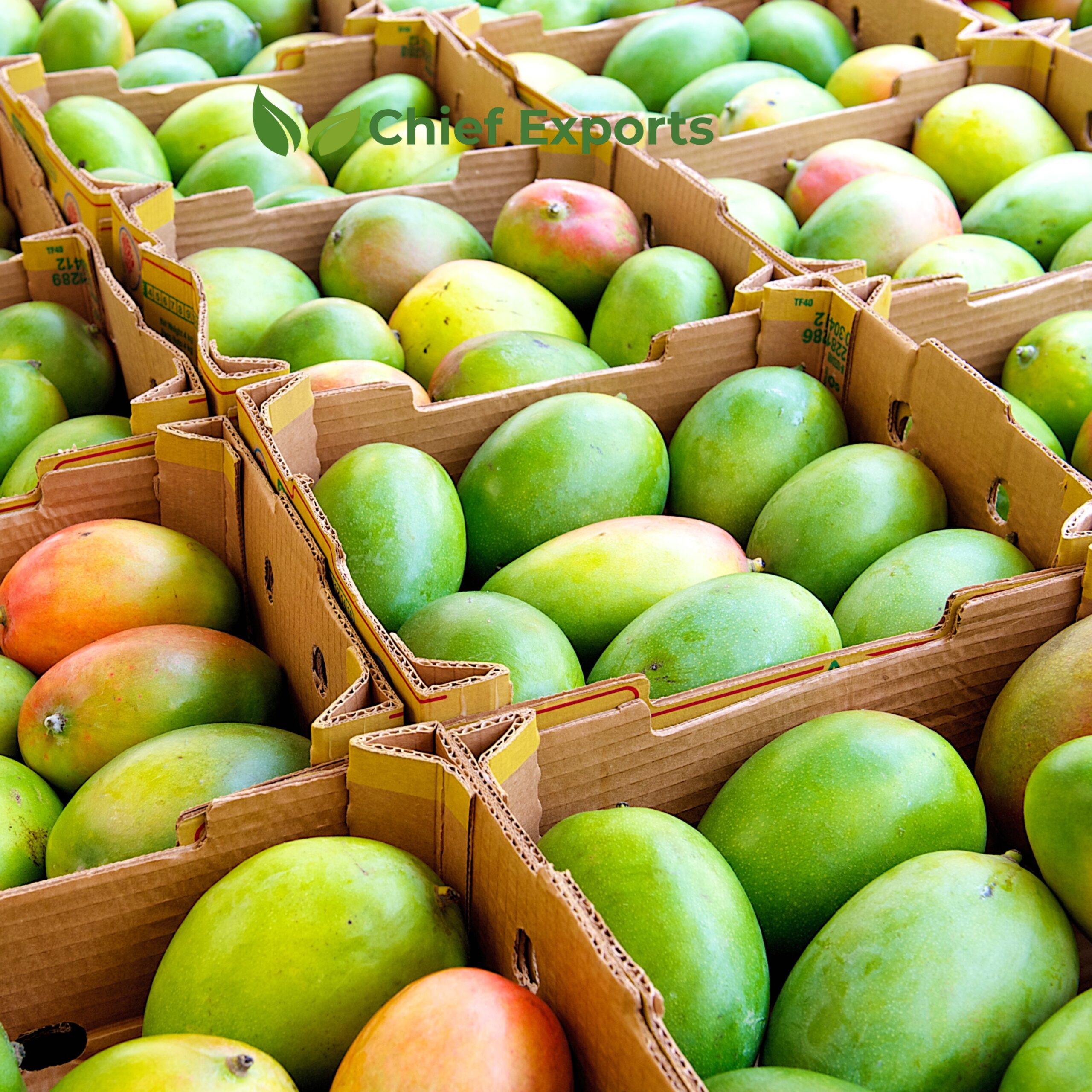 Mango - Image 3
